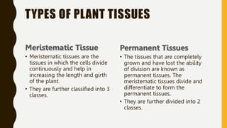 TYPES OF PLANT TISSUES
Meristematic Tissue
• Meristematic tissues are the
tissues in which the cells divide
continuously and help in
increasing the length and girth
of the plant.
• They are further classified into 3
classes.
Permanent Tissues
• The tissues that are completely
grown and have lost the ability
of division are known as
permanent tissues. The
meristematic tissues divide and
differentiate to form the
permanent tissues.
• They are further divided into 2
classes.
 