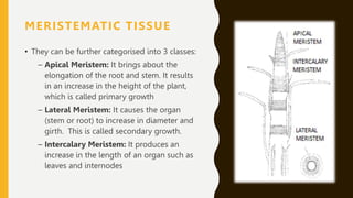 MERISTEMATIC TISSUE
• They can be further categorised into 3 classes:
– Apical Meristem: It brings about the
elongation of the root and stem. It results
in an increase in the height of the plant,
which is called primary growth
– Lateral Meristem: It causes the organ
(stem or root) to increase in diameter and
girth. This is called secondary growth.
– Intercalary Meristem: It produces an
increase in the length of an organ such as
leaves and internodes
 