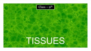 TISSUES
Class – 9th
 