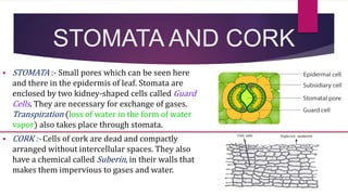 STOMATA AND CORK
 STOMATA :- Small pores which can be seen here
and there in the epidermis of leaf. Stomata are
enclosed by two kidney-shaped cells called Guard
Cells. They are necessary for exchange of gases.
Transpiration (loss of water in the form of water
vapor) also takes place through stomata.
 CORK :- Cells of cork are dead and compactly
arranged without intercellular spaces. They also
have a chemical called Suberin, in their walls that
makes them impervious to gases and water.
 
