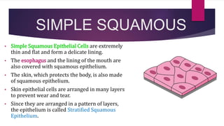 SIMPLE SQUAMOUS
• Simple Squamous Epithelial Cells are extremely
thin and flat and form a delicate lining.
• The esophagus and the lining of the mouth are
also covered with squamous epithelium.
• The skin, which protects the body, is also made
of squamous epithelium.
• Skin epithelial cells are arranged in many layers
to prevent wear and tear.
• Since they are arranged in a pattern of layers,
the epithelium is called Stratified Squamous
Epithelium.
 