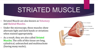 STRIATED MUSCLE
• Striated Muscle are also known as Voluntary
and Skeletal Muscles.
• Under the microscope, these muscles show
alternate light and dark bands or striations
when stained appropriately.
• As a result, they are also called Striated
Muscles. The cells of this tissue are long,
cylindrical, unbranched and multinucleate
(having many nuclei).
 