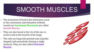 SMOOTH MUSCLES
• The movement of food in the alimentary canal
or the contraction and relaxation of blood
vessels are Involuntary Movements are called
Smooth Muscles.
• They are also found in the iris of the eye, in
ureters and in the bronchi of the lungs.
• The cells are long with pointed ends (spindle-
shaped) and uninucleate (having a single
nucleus). They are also called Unstriated
Muscles.
 
