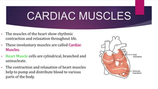 CARDIAC MUSCLES
• The muscles of the heart show rhythmic
contraction and relaxation throughout life.
• These involuntary muscles are called Cardiac
Muscles.
• Heart Muscle cells are cylindrical, branched and
uninucleate.
• The contraction and relaxation of heart muscles
help to pump and distribute blood to various
parts of the body.
 