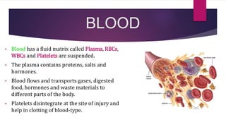 BLOOD
• Blood has a fluid matrix called Plasma, RBCs,
WBCs and Platelets are suspended.
• The plasma contains proteins, salts and
hormones.
• Blood flows and transports gases, digested
food, hormones and waste materials to
different parts of the body.
• Platelets disintegrate at the site of injury and
help in clotting of blood-type.
 
