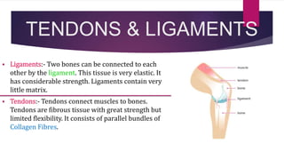 TENDONS & LIGAMENTS
 Ligaments:- Two bones can be connected to each
other by the ligament. This tissue is very elastic. It
has considerable strength. Ligaments contain very
little matrix.
 Tendons:- Tendons connect muscles to bones.
Tendons are fibrous tissue with great strength but
limited flexibility. It consists of parallel bundles of
Collagen Fibres.
 