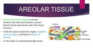 AREOLAR TISSUE
• Areolar Connective Tissue is found
between the skin and muscles, around
blood vessels and nerves and in the bone
marrow.
• It fills the space inside the organs, supports
internal organs and helps in repair of
tissues.
• It also helps in combating foreign toxins.
 