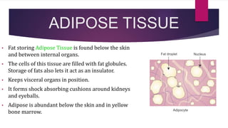 ADIPOSE TISSUE
• Fat storing Adipose Tissue is found below the skin
and between internal organs.
• The cells of this tissue are filled with fat globules.
Storage of fats also lets it act as an insulator.
• Keeps visceral organs in position.
• It forms shock absorbing cushions around kidneys
and eyeballs.
• Adipose is abundant below the skin and in yellow
bone marrow.
 