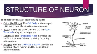 STRUCTURE OF NEURON
The neuron consists of the following parts:-
• Cyton (Cell Body): The Cell Body is star-shaped
with many hair like structures coming out.
• Axon: This is the tail of the neuron. The Axon
Terminals relay nerve impulses.
• Dendrites: This Branching Fiber increases the
surface area available for receiving incoming
information.
• Synapse: It is the Chemical Junction between the
terminal of one neuron and the dendrites of
another neuron.
 