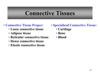 12
Connective Tissues
• Connective Tissue Proper:
• Loose connective tissue
• Adipose tissue
• Reticular connective tissue
• Dense connective tissue
• Elastic connective tissue
• Specialized Connective Tissue:
• Cartilage
• Bone
• Blood
 