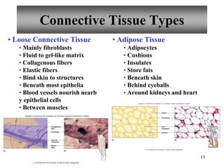 13
Connective Tissue Types
• Loose Connective Tissue
• Mainly fibroblasts
• Fluid to gel-like matrix
• Collagenous fibers
• Elastic fibers
• Bind skin to structures
• Beneath most epithelia
• Blood vessels nourish nearb
y epithelial cells
• Between muscles
• Adipose Tissue
• Adipocytes
• Cushions
• Insulates
• Store fats
• Beneath skin
• Behind eyeballs
• Around kidneys and heart
Elastic
fiber
(a) (b)
Collagenous
fiber
Fibroblast
Ground
substance
Copyright © The McGraw-Hill Companies, Inc. Permission required for reproduction or display.
b: © The McGraw-Hill Companies, Inc./Dennis Strete, photographer
Fat droplet
(a) (b)
Nucleus
Cell
membrane
Cytsol
Copyright © The McGraw-Hill Companies, Inc. Permission required for reproduction or display.
b: © The McGraw-Hill Companies, Inc./Dennis Strete, photographer
 
