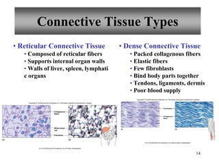 14
Connective Tissue Types
• Reticular Connective Tissue
• Composed of reticular fibers
• Supports internal organ walls
• Walls of liver, spleen, lymphati
c organs
• Dense Connective Tissue
• Packed collagenous fibers
• Elastic fibers
• Few fibroblasts
• Bind body parts together
• Tendons, ligaments, dermis
• Poor blood supply
Collagenous
fibers
Fibroblast
White blood
cell
(a) (b)
Copyright © The McGraw-Hill Companies, Inc. Permission required for reproduction or display.
b: © The McGraw-Hill Companies, Inc./Al Telser, photographer
Fibroblasts
Collagenous
fibers
(a) (b)
Copyright © The McGraw-Hill Companies, Inc. Permission required for reproduction or display.
b: © The McGraw-Hill Companies, Inc./Dennis Strete, photographer
 