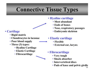16
Connective Tissue Types
• Cartilage
• Rigid matrix
• Chondrocytes in lacunae
• Poor blood supply
• Three (3) types:
• Hyaline Cartilage
• Elastic Cartilage
• Fibrocartilage
• Hyaline cartilage
• Most abundant
• Ends of bones
• Nose, respiratory passages
• Embryonic skeleton
• Elastic cartilage
• Flexible
• External ear, larynx
• Fibrocartilage
• Very tough
• Shock absorber
• Intervertebral discs
• Pads of knee and pelvic girdle
 