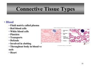 18
Connective Tissue Types
• Blood
• Fluid matrix called plasma
• Red blood cells
• White blood cells
• Platelets
• Transports
• Defends
• Involved in clotting
• Throughout body in blood ve
ssels
• Heart
Red blood
cells
Plasma
(extracellular
matrix of blood)
Platelets
White blood
cell
(a) (b)
Copyright © The McGraw-Hill Companies, Inc. Permission required for reproduction or display.
b: © The McGraw-Hill Companies, Inc./Al Telser, photographer
 