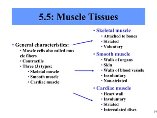 19
5.5: Muscle Tissues
• General characteristics:
• Muscle cells also called mus
cle fibers
• Contractile
• Three (3) types:
• Skeletal muscle
• Smooth muscle
• Cardiac muscle
• Skeletal muscle
• Attached to bones
• Striated
• Voluntary
• Smooth muscle
• Walls of organs
• Skin
• Walls of blood vessels
• Involuntary
• Non-striated
• Cardiac muscle
• Heart wall
• Involuntary
• Striated
• Intercalated discs
 