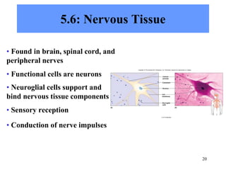 20
5.6: Nervous Tissue
• Found in brain, spinal cord, and
peripheral nerves
• Functional cells are neurons
• Neuroglial cells support and
bind nervous tissue components
• Sensory reception
• Conduction of nerve impulses
Cell
membrane
Neuroglial
cells
Cytoplasm
Cellular
process
Nucleus
(a) (b)
Copyright © The McGraw-Hill Companies, Inc. Permission required for reproduction or display.
b: © Ed Reschke.
 