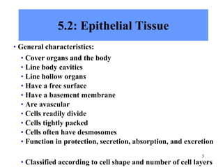 3
5.2: Epithelial Tissue
• General characteristics:
• Cover organs and the body
• Line body cavities
• Line hollow organs
• Have a free surface
• Have a basement membrane
• Are avascular
• Cells readily divide
• Cells tightly packed
• Cells often have desmosomes
• Function in protection, secretion, absorption, and excretion
• Classified according to cell shape and number of cell layers
 