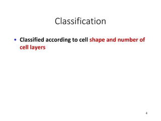 • Classified according to cell shape and number of
cell layers
Classification
4
 