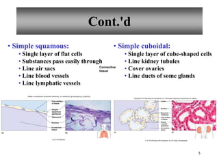5
Cont.'d
• Simple squamous:
• Single layer of flat cells
• Substances pass easily through
• Line air sacs
• Line blood vessels
• Line lymphatic vessels
• Simple cuboidal:
• Single layer of cube-shaped cells
• Line kidney tubules
• Cover ovaries
• Line ducts of some glands
(b)
(a)
Free surface
of tissue
Simple
squamous
epithelium
Basement
Nucleus
Connective
tissue
Connective
tissue
Copyright
©
The
McGraw-Hill
Companies,
Inc.
Permission
required
for
reproduction
or
display.
b,d: © Ed Reschke
Nucleus
Basement
membrane
Free surface
of tissue
Simple
cuboidal
epithelium
Connective
tissue
Lumen
(a) (b)
Copyright © The McGraw-Hill Companies, Inc. Permission required for reproduction or display.
b: © The McGraw-Hill Companies, Inc./Al Telser, photographer
 
