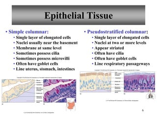 6
• Simple columnar:
• Single layer of elongated cells
• Nuclei usually near the basement
• Membrane at same level
• Sometimes possess cilia
• Sometimes possess microvilli
• Often have goblet cells
• Line uterus, stomach, intestines
• Pseudostratified columnar:
• Single layer of elongated cells
• Nuclei at two or more levels
• Appear striated
• Often have cilia
• Often have goblet cells
• Line respiratory passageways
Nucleus
Basement
membrane
Microvilli
(free surface
of tissue)
Connective
tissue
Mucus
Cytoplasm
Goblet cell
(a) (b)
Copyright © The McGraw-Hill Companies, Inc. Permission required for reproduction or display.
b: © The McGraw-Hill Companies, Inc./Al Telser, photographer.
(a) (b)
Cilia
(free surface
of tissue)
Goblet cell
Basement
membrane
Nucleus
Connective
tissue
Cytoplasm
Copyright © The McGraw-Hill Companies, Inc. Permission required for reproduction or display.
b: © The McGraw-Hill Companies, Inc./Dennis Strete, photographer
Epithelial Tissue
 