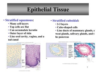 7
• Stratified squamous:
• Many cell layers
• Top cells are flat
• Can accumulate keratin
• Outer layer of skin
• Line oral cavity, vagina, and a
nal canal
• Stratified cuboidal:
• 2-3 layers
• Cube-shaped cells
• Line ducts of mammary glands, s
weat glands, salivary glands, and t
he pancreas
Basement
membrane
Layer of
dividing
cells
Connective
tissue
Free surface
of tissue
Squamous
cells
(b)
(a)
Copyright © The McGraw-HillCompanies, Inc. Permission required for reproduction or display.
b: © The McGraw-Hill Companies, Inc./Al Telser, photographer
(a) (b)
Stratified
cuboidal
epithelium
Free surface
of tissue
Lumen
Basement
membrane
Connective
tissue
Nucleus
Copyright © The McGraw-Hill Companies, Inc. Permission required for reproduction or display.
b: © The McGraw-Hill Companies, Inc./Al Telser, photographer.
Epithelial Tissue
 