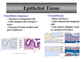 8
• Stratified columnar:
• Top layer of elongated cells
• Cube-shaped cells in deeper l
ayers
• Line part of male urethra and
part of pharynx
• Transitional:
• Many cell layers
• Cube-shaped and elongated
cells
• Line urinary bladder, urete
rs, and part of urethra
(b)
(a)
Lumen
Stratified
columnar
epithelium
Connective
tissue
Basement
membrane
Free surface
of tissue
Copyright © The McGraw-Hill Companies, Inc. Permission required for reproduction or display.
b: © The McGraw-Hill Companies, Inc./Al Telser, photographer
Stretched
transitional
epithelium
Basement
membrane
Underlying
connective tissue
Basement
membrane
Underlying
connective tissue
Unstretched
transitional
epithelium
(b)
(a)
(d)
(c)
Free surface
of tissue
Free surface
of tissue
Copyright © The McGraw-Hill Companies, Inc. Permission required for reproduction or display.
b,d: © Ed Reschke
Epithelial Tissue
 