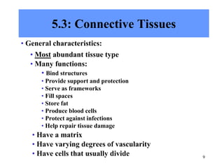 9
5.3: Connective Tissues
• General characteristics:
• Most abundant tissue type
• Many functions:
• Bind structures
• Provide support and protection
• Serve as frameworks
• Fill spaces
• Store fat
• Produce blood cells
• Protect against infections
• Help repair tissue damage
• Have a matrix
• Have varying degrees of vascularity
• Have cells that usually divide
 