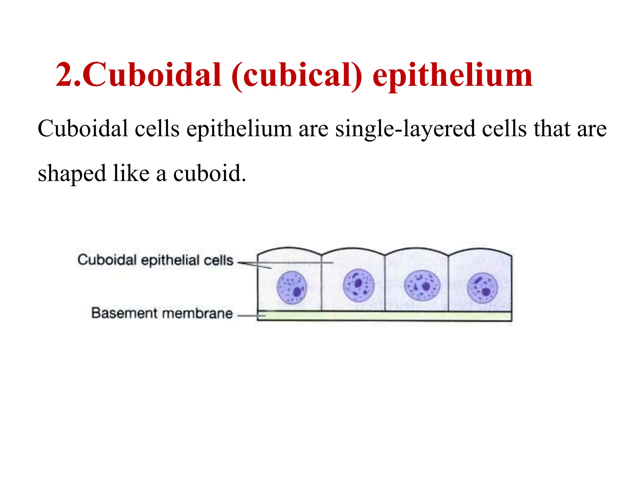 2.Cuboidal (cubical) epithelium
Cuboidal cells epithelium are single-layered cells that are
shaped like a cuboid.
 