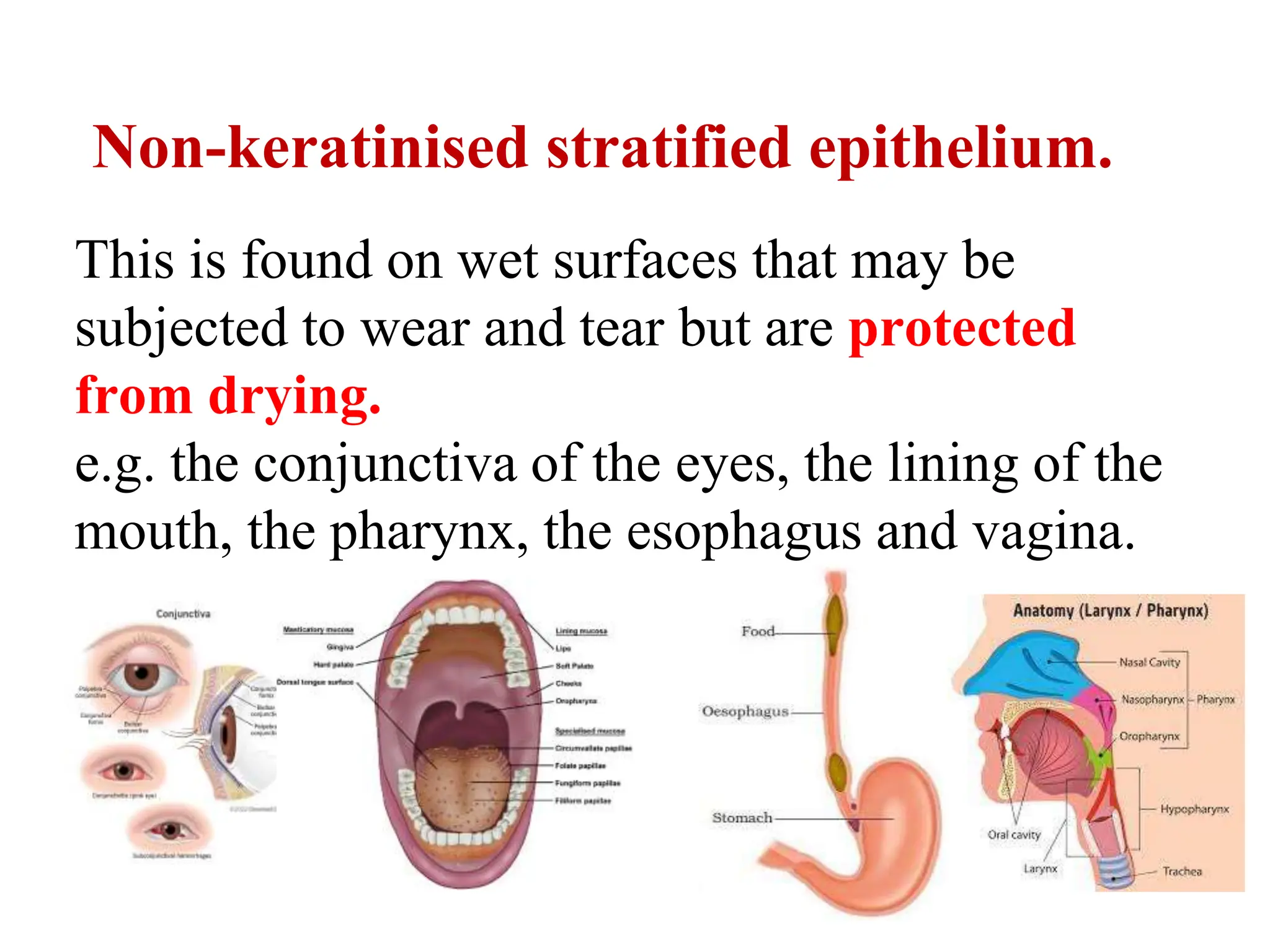 Non-keratinised stratified epithelium.
This is found on wet surfaces that may be
subjected to wear and tear but are protected
from drying.
e.g. the conjunctiva of the eyes, the lining of the
mouth, the pharynx, the esophagus and vagina.
 