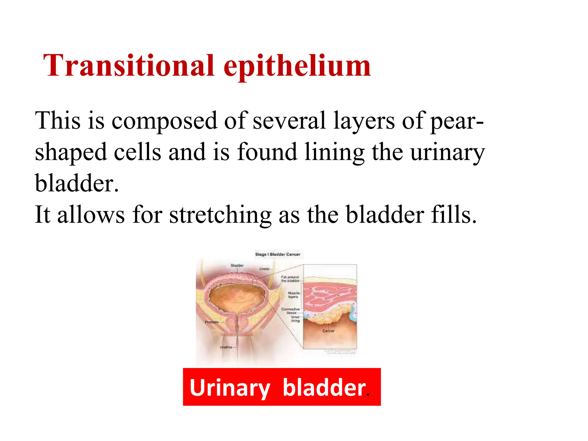 Transitional epithelium
This is composed of several layers of pear-
shaped cells and is found lining the urinary
bladder.
It allows for stretching as the bladder fills.
Urinary bladder.
 