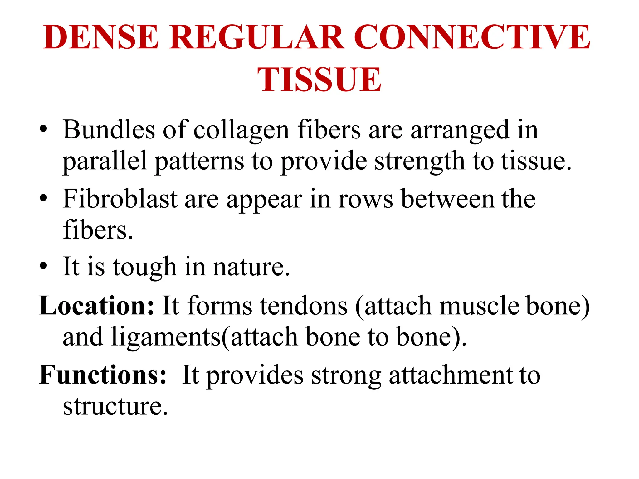 DENSE REGULAR CONNECTIVE
TISSUE
• Bundles of collagen fibers are arranged in
parallel patterns to provide strength to tissue.
• Fibroblast are appear in rows between the
fibers.
• It is tough in nature.
Location: It forms tendons (attach muscle bone)
and ligaments(attach bone to bone).
Functions: It provides strong attachment to
structure.
 
