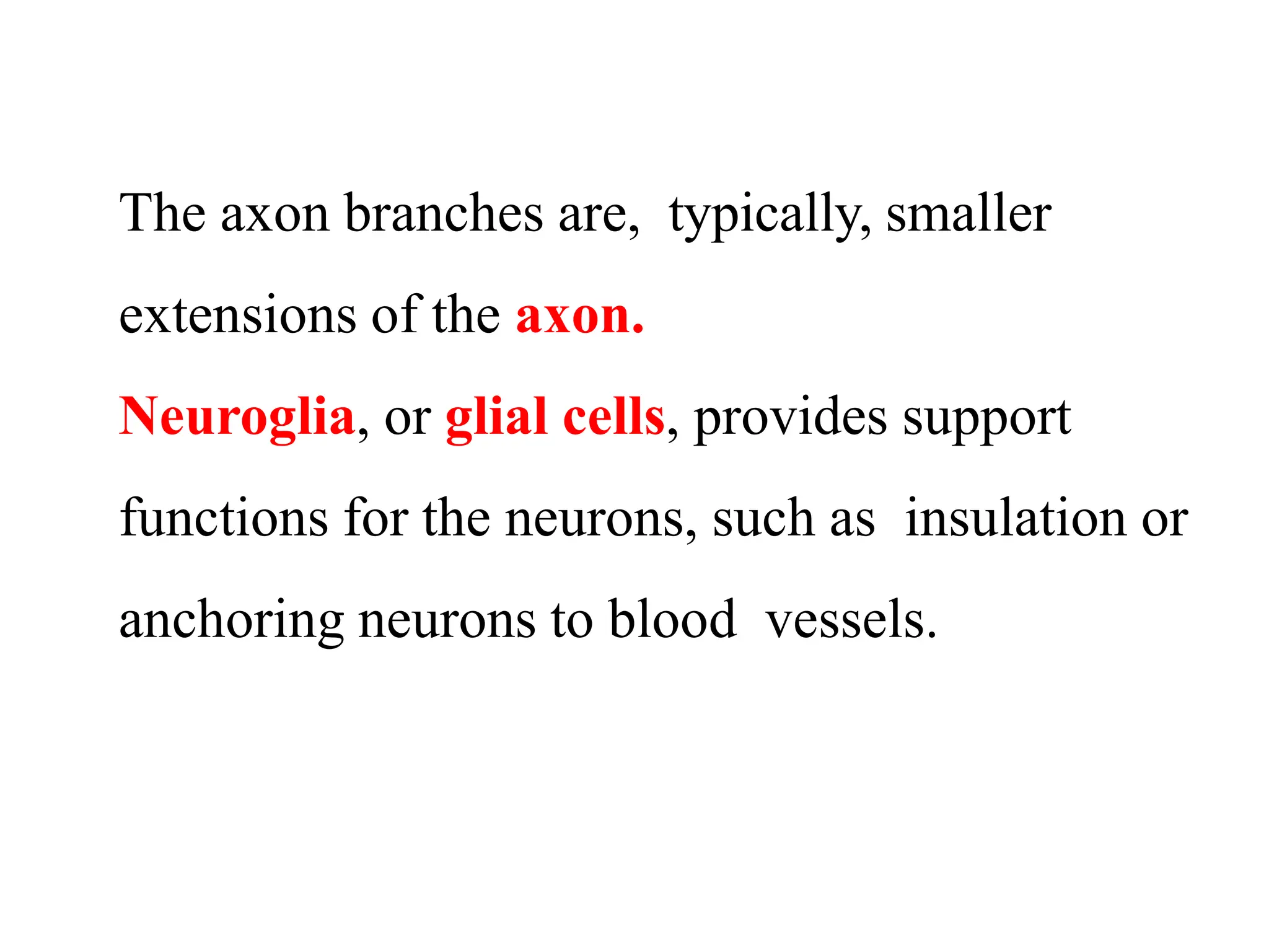 The axon branches are, typically, smaller
extensions of the axon.
Neuroglia, or glial cells, provides support
functions for the neurons, such as insulation or
anchoring neurons to blood vessels.
 