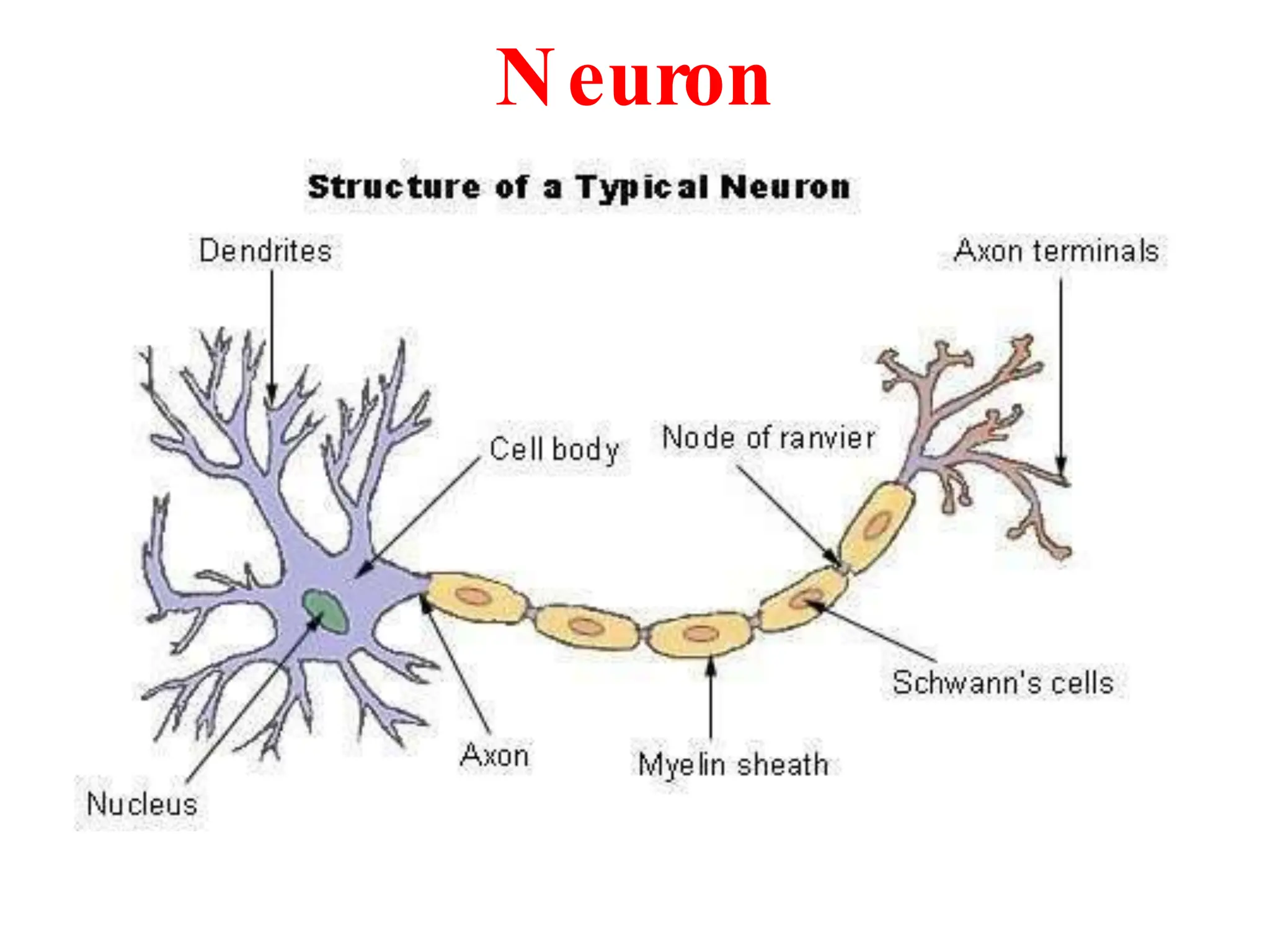 Neuron
 