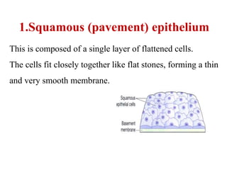 1.Squamous (pavement) epithelium
This is composed of a single layer of flattened cells.
The cells fit closely together like flat stones, forming a thin
and very smooth membrane.
 