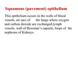 Squamous (pavement) epithelium
This epithelium occurs in the walls of blood
vessels, air sacs of the lungs where oxygen
and carbon dioxide are exchanged,lymph
vessels, wall of Bowman’s capsule, loops of the
nephrons of Kidneys.
 