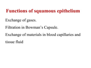 Functions of squamous epithelium
Exchange of gases.
Filtration in Bowman’s Capsule.
Exchange of materials in blood capillaries and
tissue fluid
 