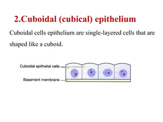 2.Cuboidal (cubical) epithelium
Cuboidal cells epithelium are single-layered cells that are
shaped like a cuboid.
 