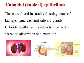 Cuboidal (cubical) epithelium
These are found in small collecting ducts of
kidneys, pancreas, and salivary glands
Cuboidal epithelium is actively involved in
secretion,absorption and excretion
 