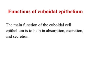 Functions of cuboidal epithelium
The main function of the cuboidal cell
epithelium is to help in absorption, excretion,
and secretion.
 