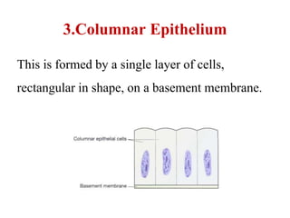 3.Columnar Epithelium
This is formed by a single layer of cells,
rectangular in shape, on a basement membrane.
 