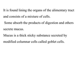 It is found lining the organs of the alimentary tract
and consists of a mixture of cells.
Some absorb the products of digestion and others
secrete mucus.
Mucus is a thick sticky substance secreted by
modified columnar cells called goblet cells.
 