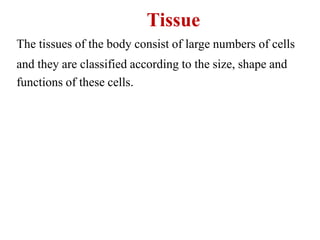 Tissue
The tissues of the body consist of large numbers of cells
and they are classified according to the size, shape and
functions of these cells.
 