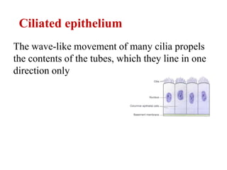 Ciliated epithelium
The wave-like movement of many cilia propels
the contents of the tubes, which they line in one
direction only
 