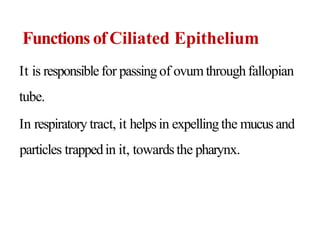 Functions ofCiliated Epithelium
It is responsiblefor passingof ovumthroughfallopian
tube.
In respiratory tract, it helpsin expellingthe mucus and
particles trappedin it, towardsthe pharynx.
 