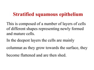 Stratified squamous epithelium
This is composed of a number of layers of cells
of different shapes representing newly formed
and mature cells.
In the deepest layers the cells are mainly
columnar.as they grow towards the surface, they
become flattened and are then shed.
 
