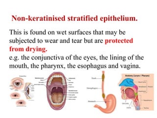 Non-keratinised stratified epithelium.
This is found on wet surfaces that may be
subjected to wear and tear but are protected
from drying.
e.g. the conjunctiva of the eyes, the lining of the
mouth, the pharynx, the esophagus and vagina.
 