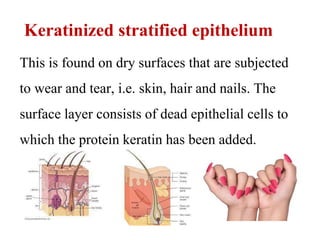 Keratinized stratified epithelium
This is found on dry surfaces that are subjected
to wear and tear, i.e. skin, hair and nails. The
surface layer consists of dead epithelial cells to
which the protein keratin has been added.
 