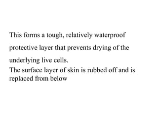 This forms a tough, relatively waterproof
protective layer that prevents drying of the
underlying live cells.
The surface layer of skin is rubbed off and is
replaced from below
 