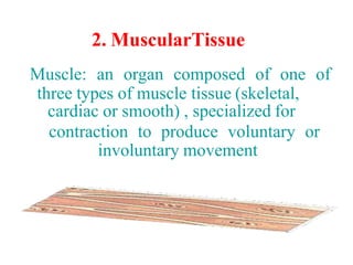 2. MuscularTissue
Muscle: an organ composed of one of
three types of muscle tissue (skeletal,
cardiac or smooth) , specialized for
contraction to produce voluntary or
involuntary movement
 
