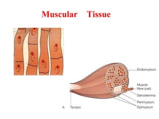 Muscular Tissue
 
